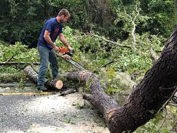 Rose Hill, VA Tree Services Company