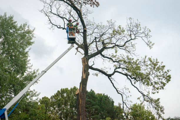 Lawn Watering Services in Rose Hill, VA